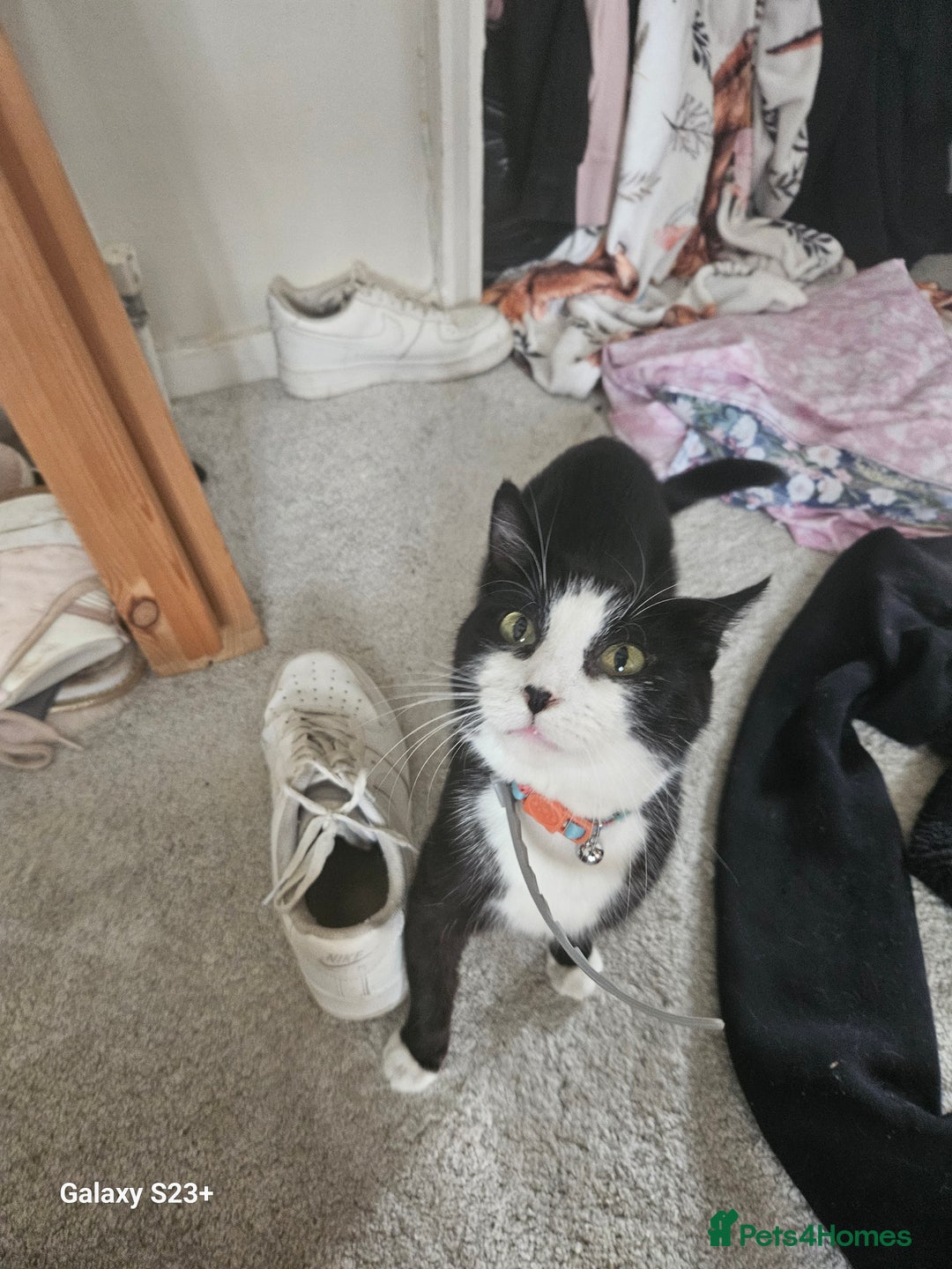 Domestic Shorthair cats for sale: Beautiful Tabby male kitten - Image 3