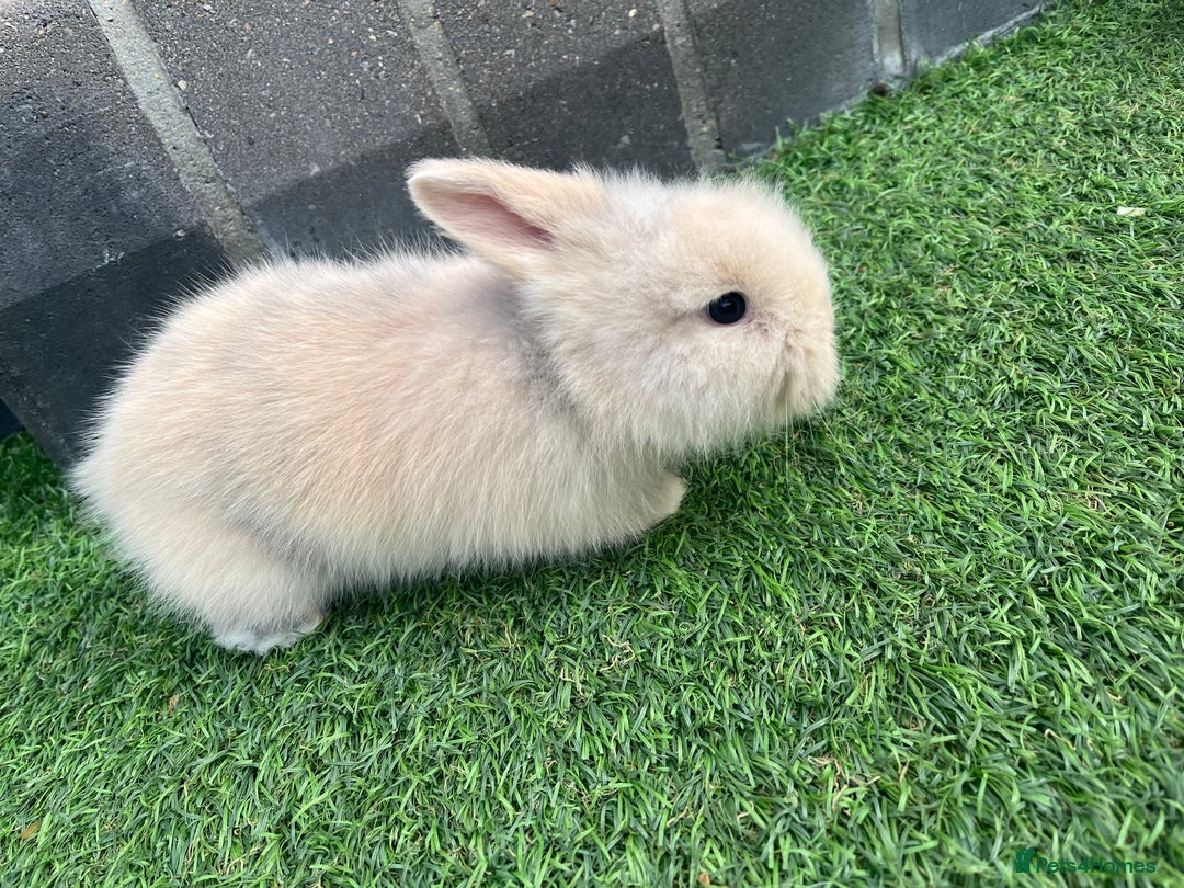 Lionhead rabbits for sale: Lionhead bunnies  - Image 16