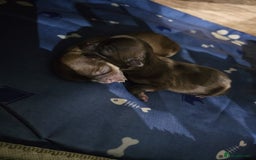 Chihuahua dogs for sale: Long hair tri chocolate apple head chihuahuas  - Advert 1