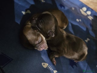 Chihuahua dogs for sale: Long hair tri chocolate apple head chihuahuas - Advert 1