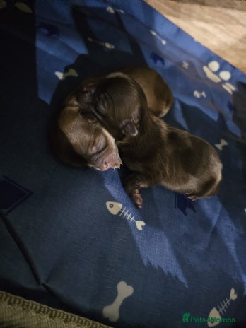 Chihuahua dogs Long hair tri chocolate apple head chihuahuas - Advert 2