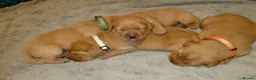 Labrador Retriever dogs for sale: Beautiful KC Registered Fox Red Labrador Puppies - Advert 18