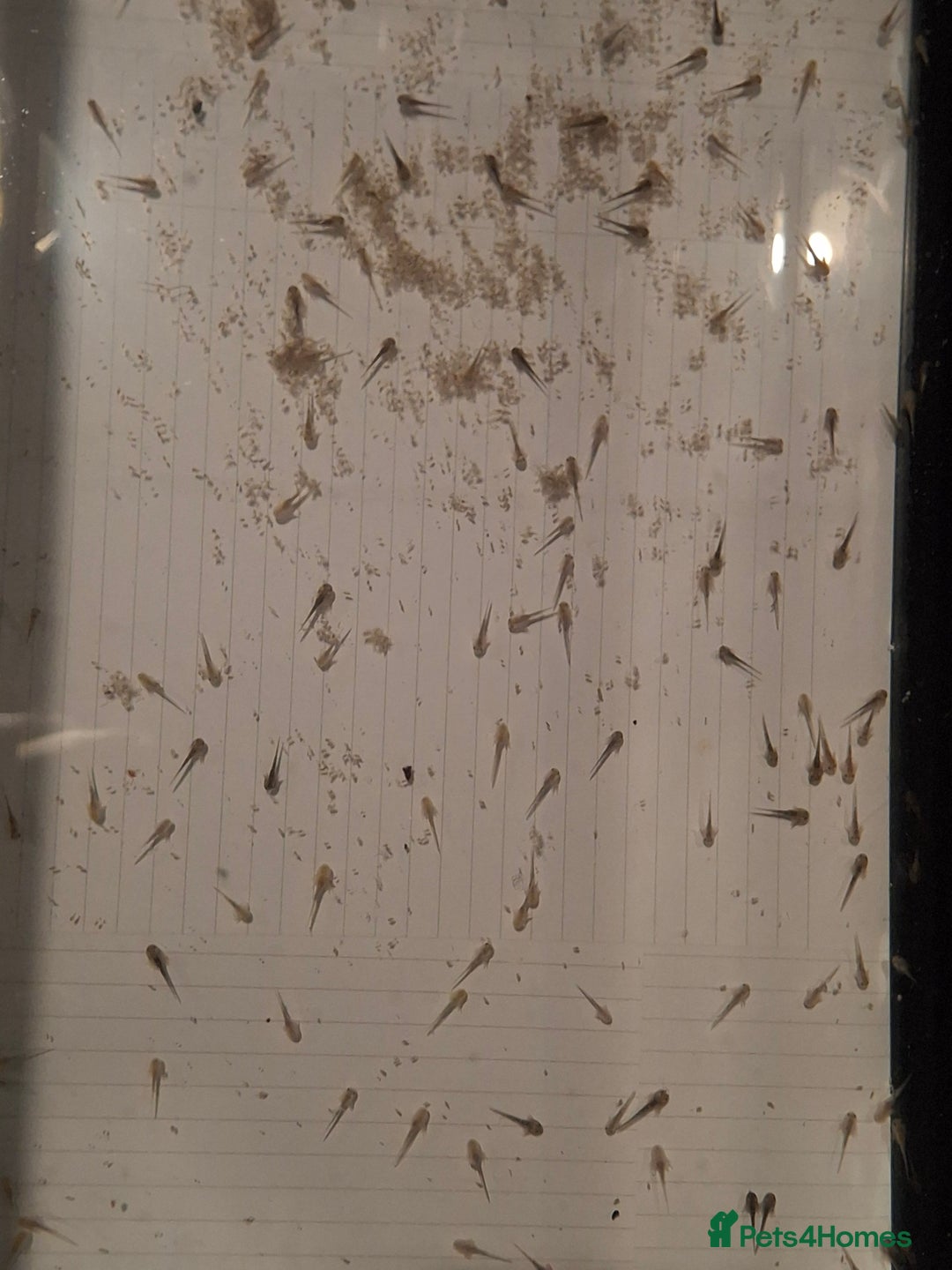 Mixed Breed invertebrates for sale: Axolotls Newly hatched - Advert 2