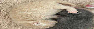 Cream male - Burt
