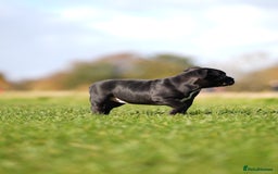 American Bully dogs for sale: 🏆Champion Cole pups 🏆 - Image 10