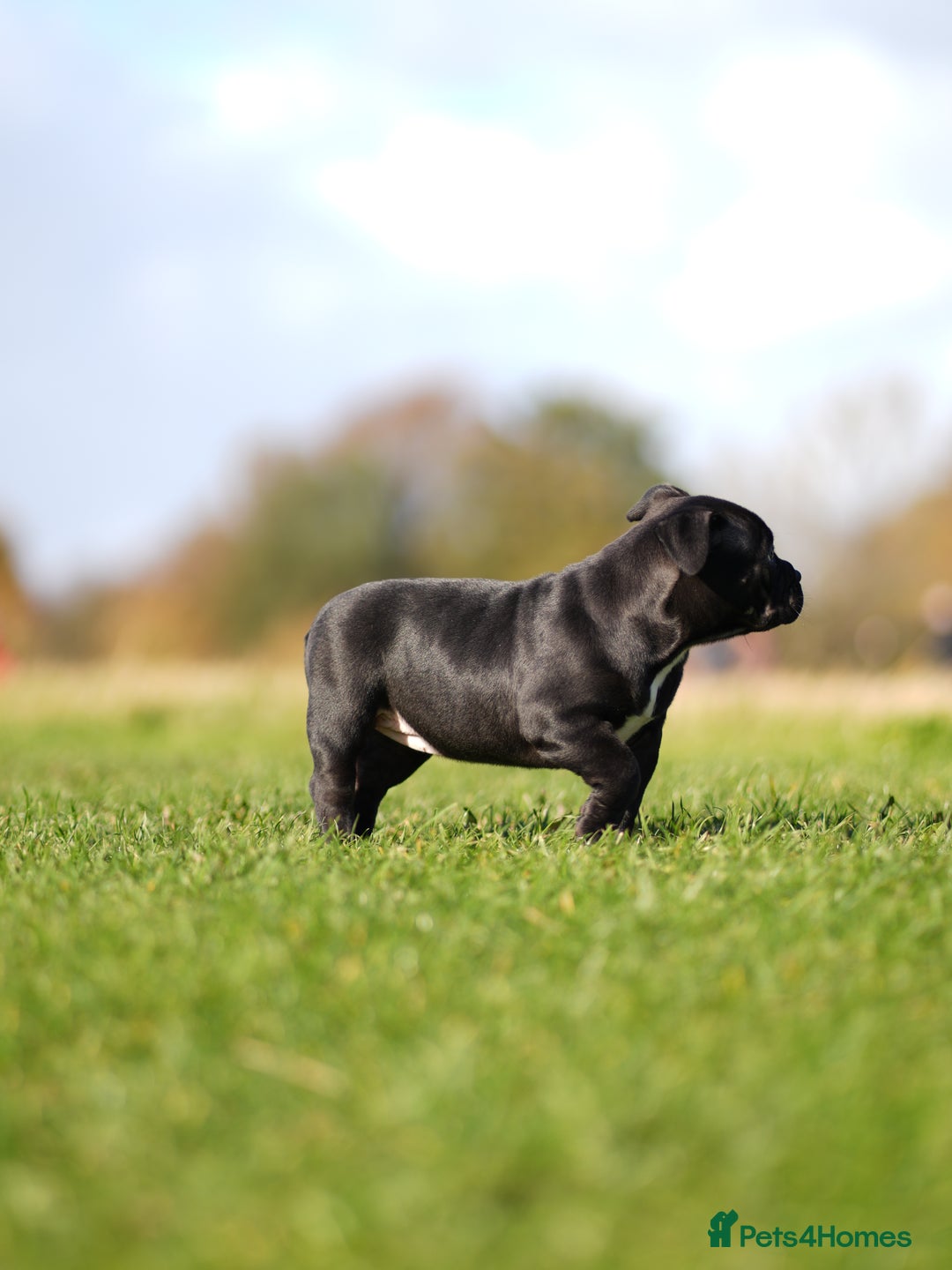 American Bully dogs for sale: 🏆Champion Cole pups 🏆 - Image 10