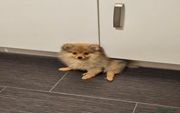 Pomeranian dogs for sale: 🐾 Last 2 Pomeranian Puppies Available! 🐾  - Image 2