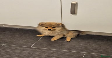 Pomeranian dogs - Advert 12