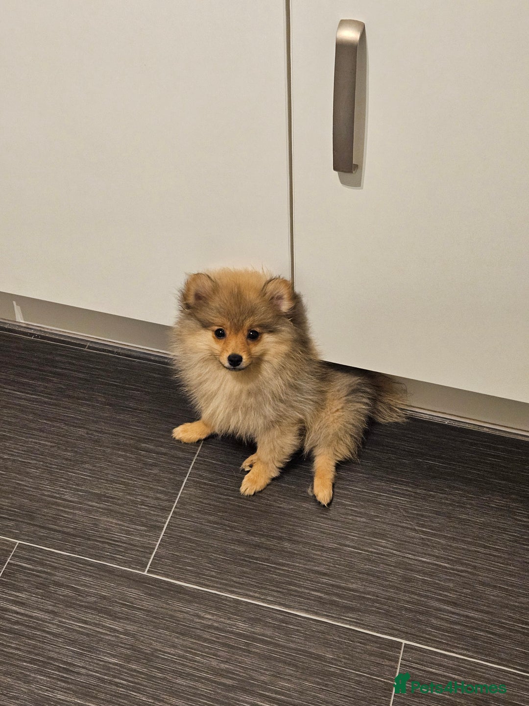 Pomeranian dogs for sale: 🐾 Last 2 Pomeranian Puppies Available! 🐾  - Image 2