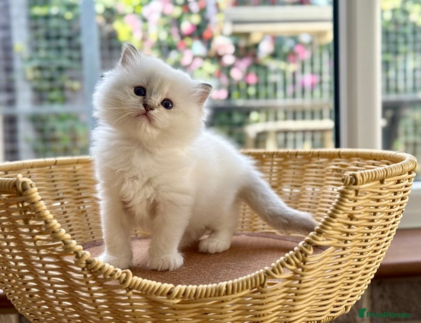 Ragdoll cats - Advert 3