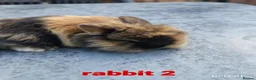 Mini Lion Lop rabbits for sale: 5 mini lion Lops ready to leave 23rd October - Advert 3