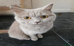 British Shorthair cats for sale: Gorgeous 20mth Female Lilac British Shorthair - Image 6