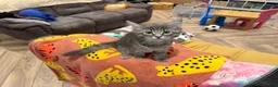 Maine Coon cats for sale: Mr Michael in Brighton - Advert 1