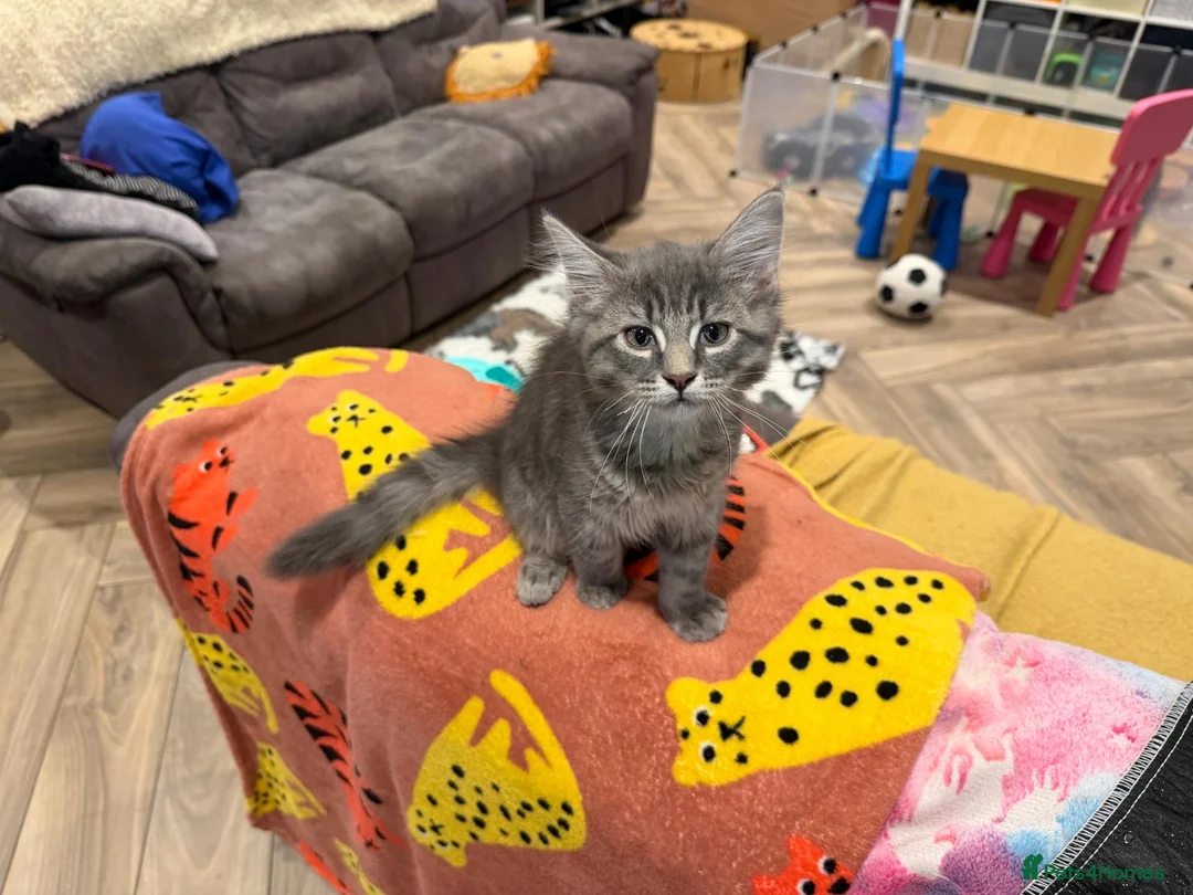 Maine Coon cats for sale: Mr Michael in Brighton - Advert 1