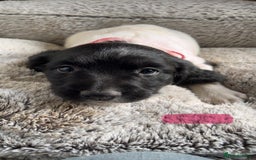 English Springer Spaniel dogs for sale: Quality ESS KC Reg Health Tested Parents 5⭐️ - Image 3