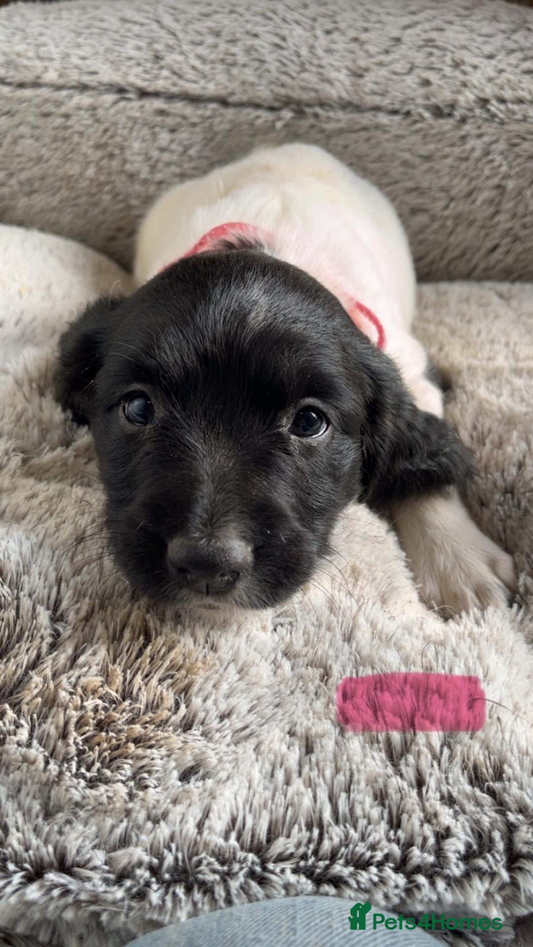 English Springer Spaniel dogs for sale: Quality ESS KC Reg Health Tested Parents 5⭐️ - Image 3