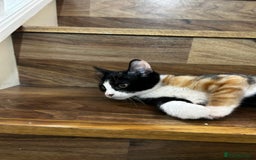 Domestic Shorthair cats for sale: 3 Month Old Calico Cat 🐱  - Image 2