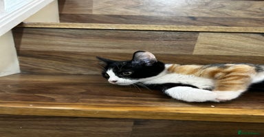 Domestic Shorthair cats - Advert 3