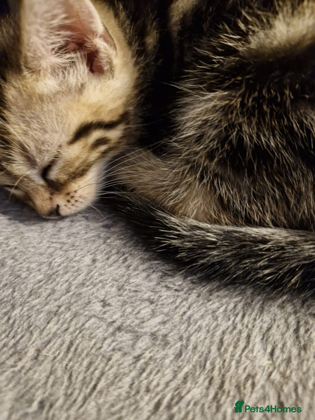 Mixed Breed cats for sale: 3 kittens for sale  - Image 6