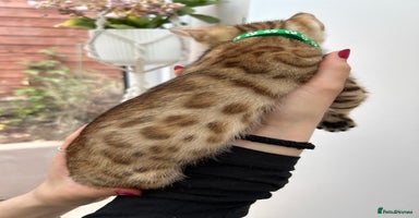 Bengal cats - Advert 1