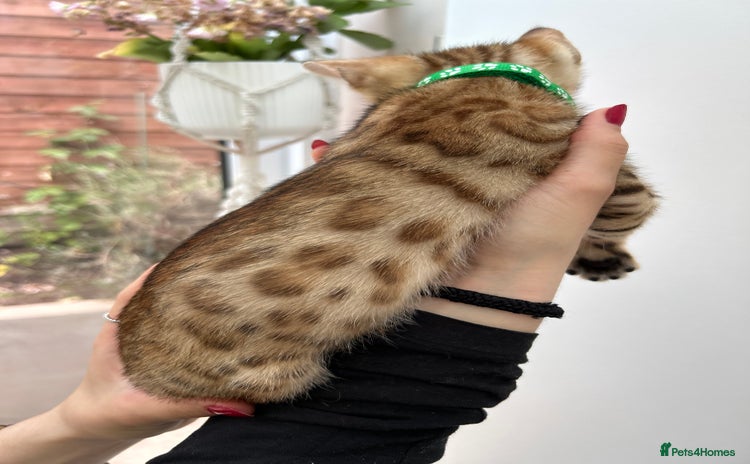 Bengal cats - Advert 12