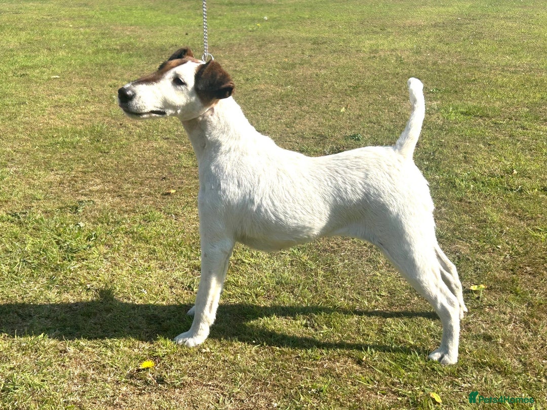 Fox Terrier dogs for sale: Champion Smooth Fox Terrier Bitch to Rehome - Image 3