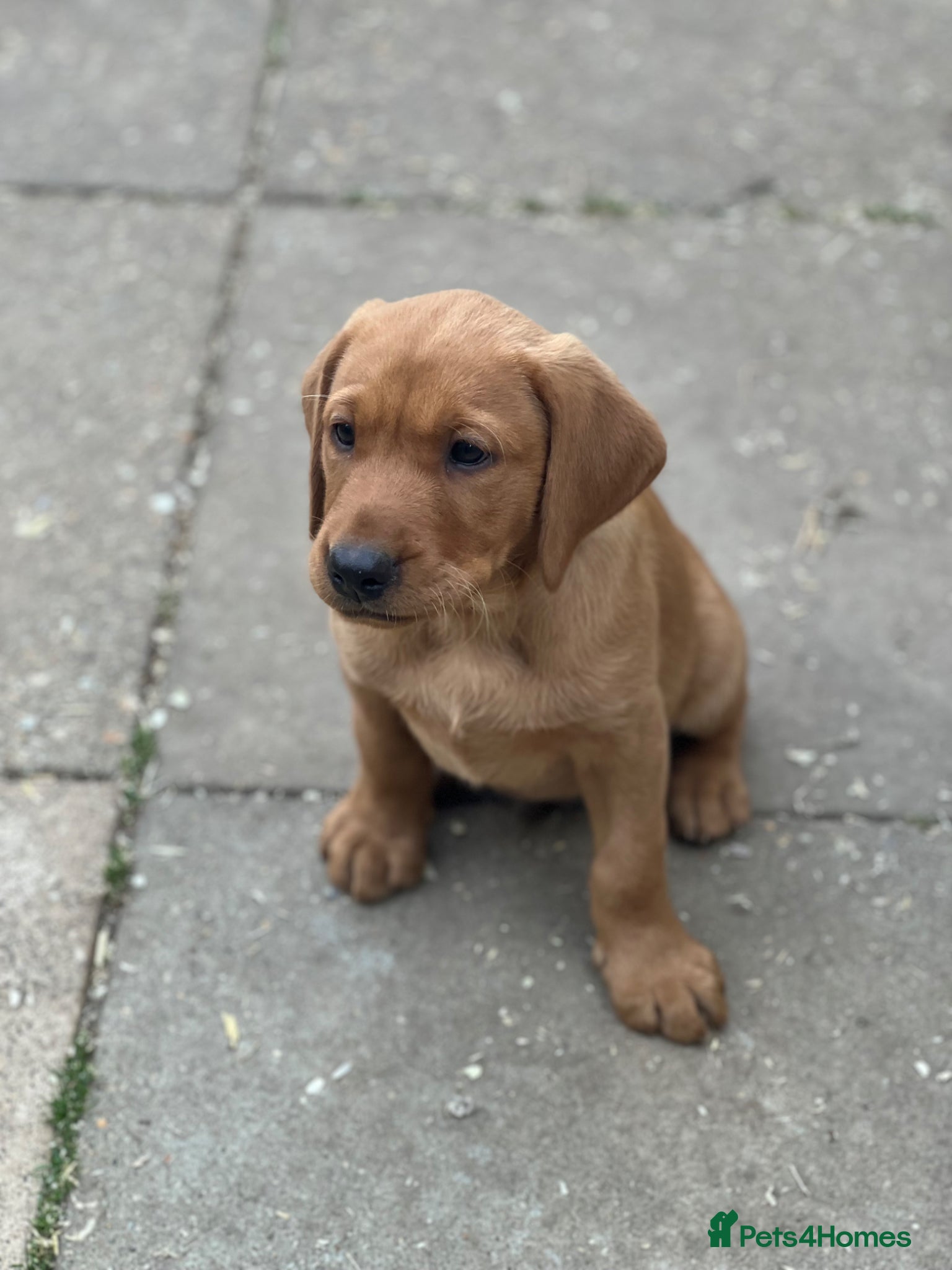 Labrador Retriever dogs for sale: Stunning Fox Red Labrador pups for sale - Advert 9
