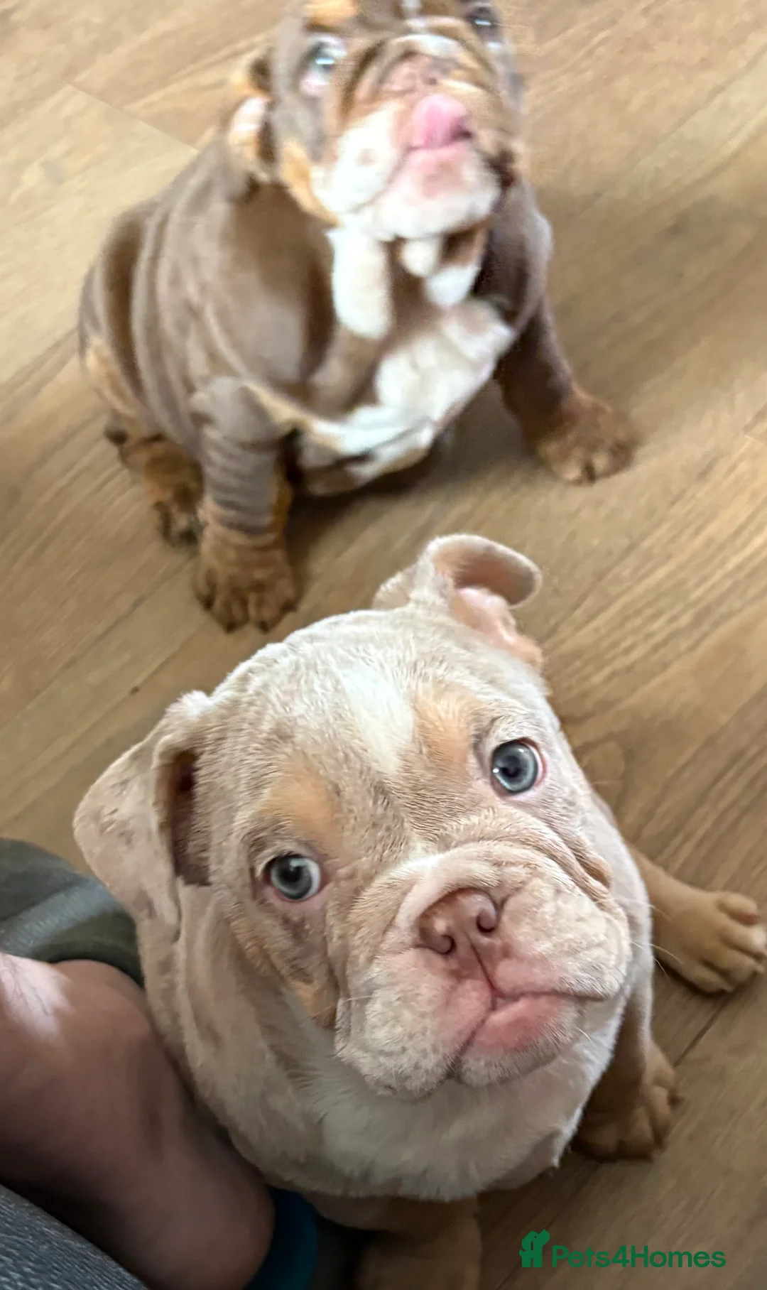 English Bulldog dogs for sale: beautiful english bulldogs for sale  - Advert 6