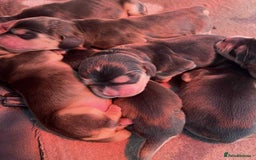 Cocker Spaniel dogs for sale: Show cocker spaniels - Advert 1