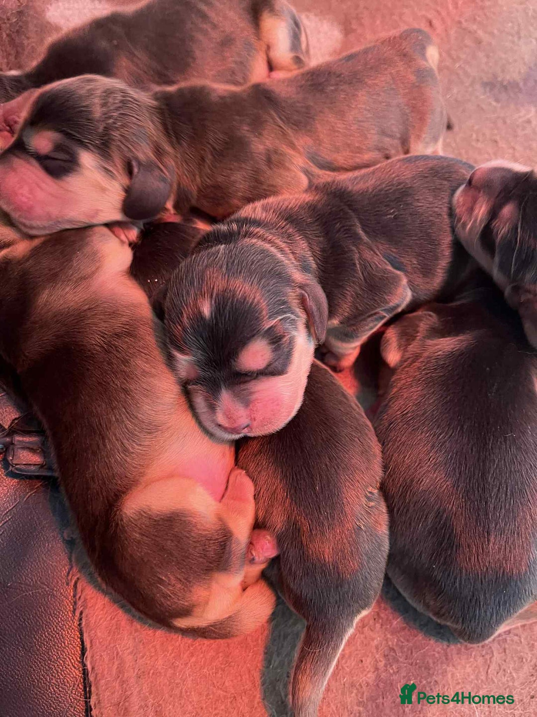 Cocker Spaniel dogs for sale: Show cocker spaniels - Advert 1