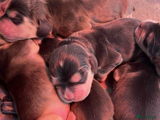 Cocker Spaniel dogs for sale: Show cocker spaniels - Advert 1