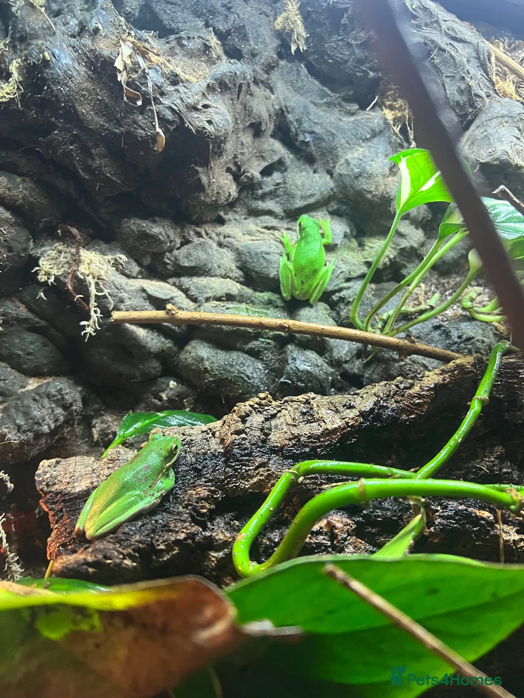 Frog reptiles for sale: 2 tree frogs + fully bioactive enclosure - Advert 2