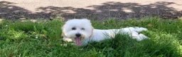 Coton De Tulear dogs for sale: Gorgeous Coton de Tulear puppies KC registered - Advert 25