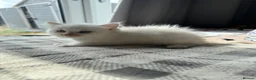 Ragdoll cats for sale: Purebred Ragdoll Kitten - Advert 3