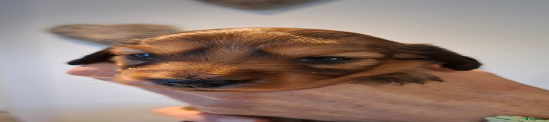 Miniature Dachshund Puppy 3