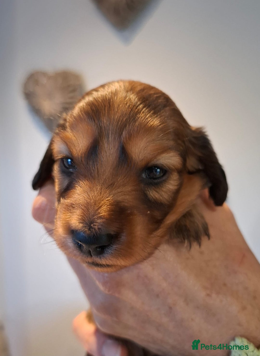 Miniature Dachshund dogs for sale: Mini L/H Dachshund female only - Image 4