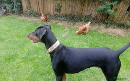 Dobermann dogs for sale: Doberman for sale ready now  - Image 7