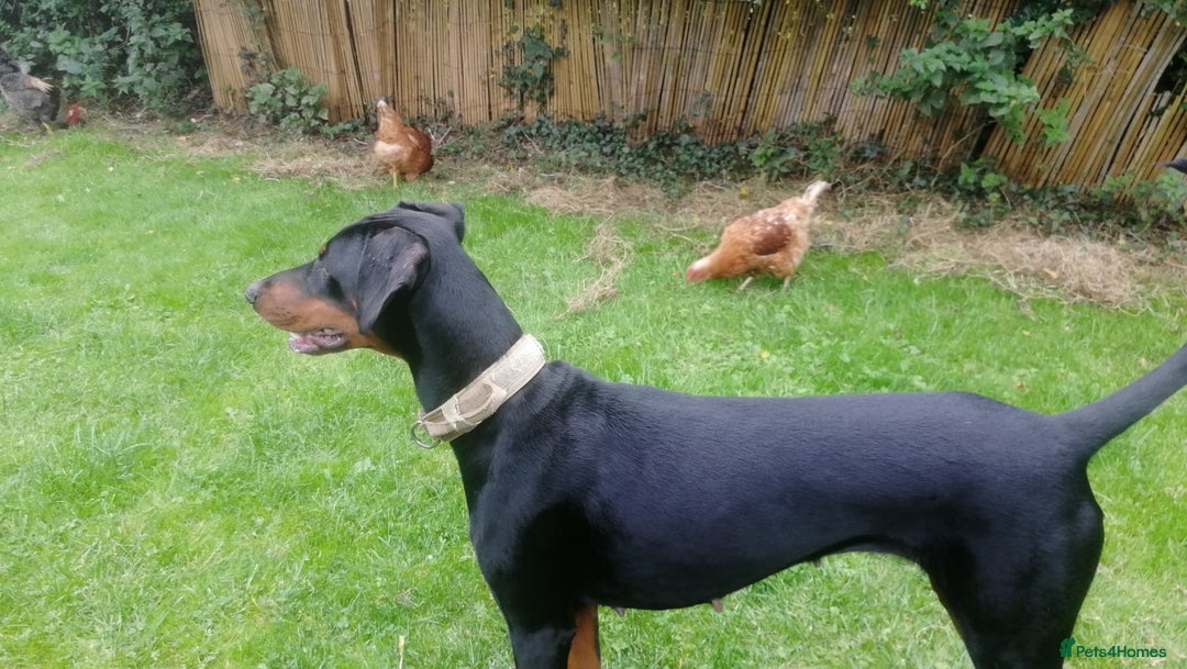 Dobermann dogs for sale: Doberman for sale ready now  - Image 7