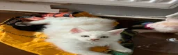 Maine Coon cats for sale: ✨🐾 MEET YOUR FUTURE MAINE COON COMPANION 🐾✨ - Advert 12