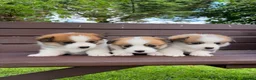 Welsh Corgi Pembroke dogs for sale:  Pembrokeshire Corgi Puppies for sale!🏡 - Advert 4