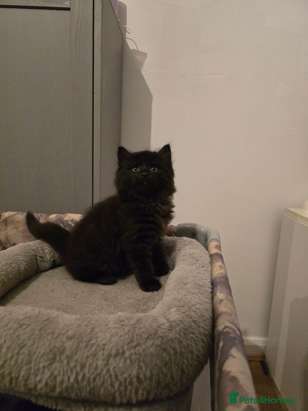 Ragdoll cats for sale: Fluffy kittens Ragdoll x - Image 4