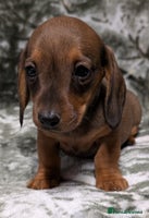 Miniature Dachshund dogs - Advert 4