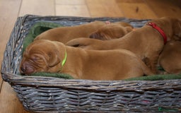 Labrador Retriever dogs for sale: 🐾 KC Registered Fox Red Lab Puppies 🐾 - Image 13