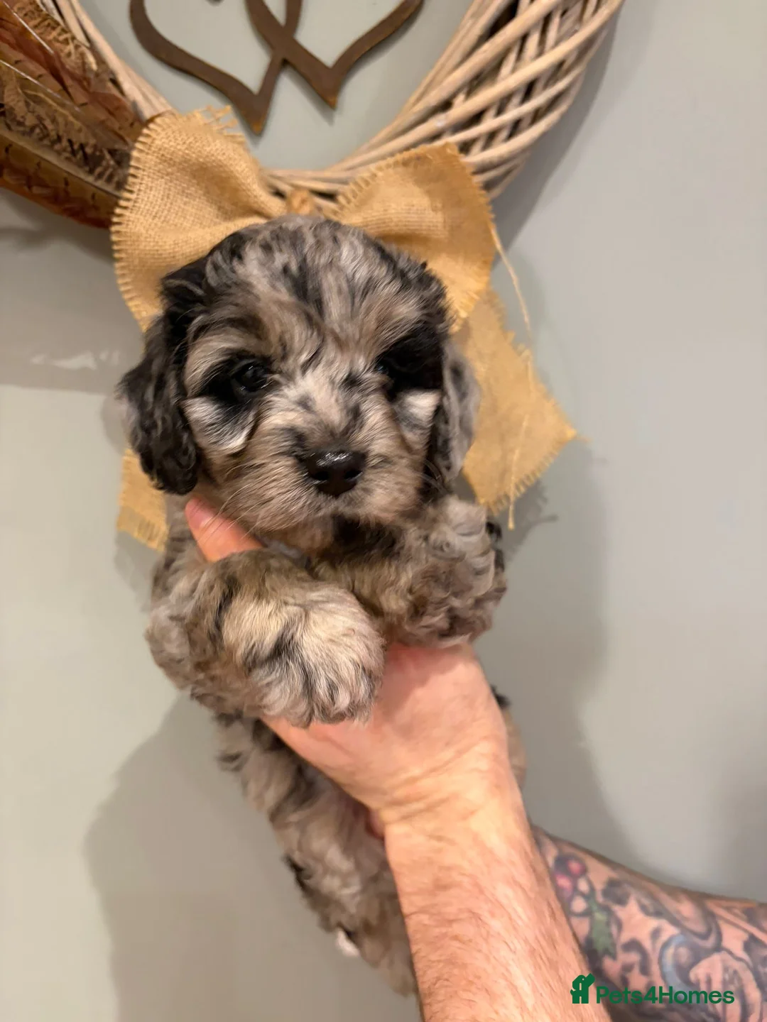 Cavapoo dogs for sale: Cavapoo x miniature golden doodle puppies - Advert 1