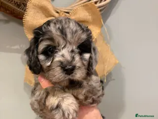 Cavapoo dogs Cavapoo x miniature golden doodle puppies - Advert 15