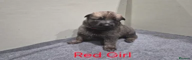 RED GIRL