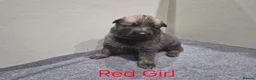 German Shepherd dogs for sale: DDR German Shepherds  - Advert 11