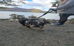 English Bulldog dogs for sale: George  - Advert 2