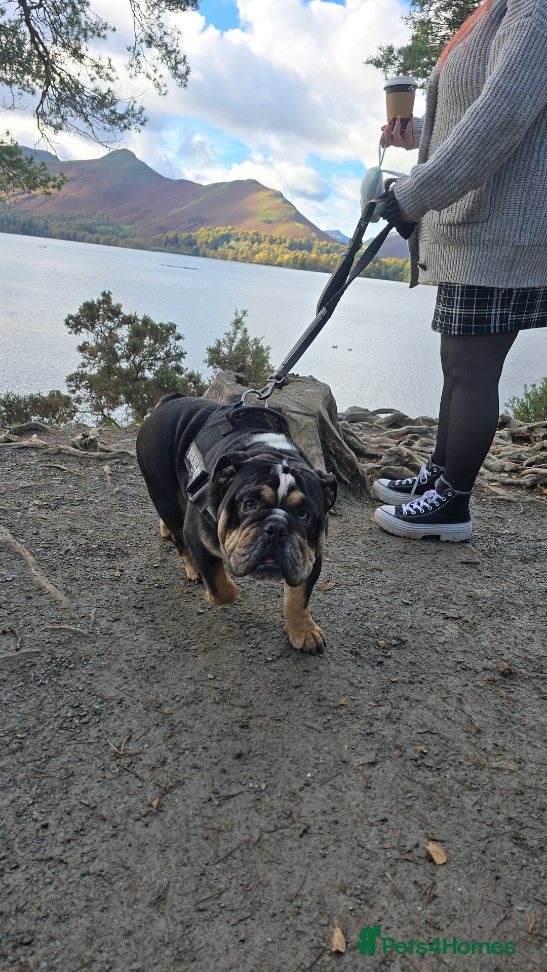 English Bulldog dogs for sale: George  - Advert 2