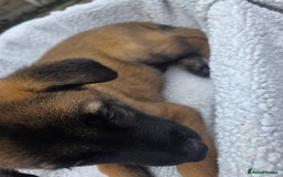 Belgian Shepherd Dog dogs for sale: belguim malinois free training provided - Image 38